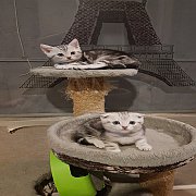ขาย Scottish Fold หูพับ หูตั้ง เด็กชาย 2 เดือน 2 ตัวสุดท้ายคับติดต่อเบอ 085-515-...