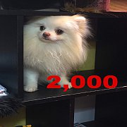 พ่อพันปอมเปิดรับผสมลดราคา1,000เท่านั้น