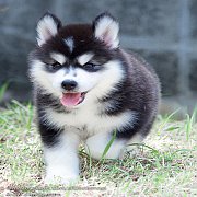 ด่วนๆๆไซบีเรียนฮัสกี้คัดดเกรดเน้นสายพันธุ์ดีALLBEST KENNELเท่านั้น