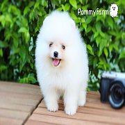 Pommyfarm จำหน่ายลูกปอมเมอเรเนียน หน้าหมี เกรดสวย ราคาเบาๆ มีบริการจัดส่งทั่วประ...