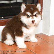 หยุดเสี่ยง!! ไซบีเรียนเล็กๆสวยโตแล้วไม่สวยดังใจ  ไซบีเรียนซื้อมาแล้วตายในไม่กี่ว