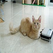 ขายแมวเมนคูน เพศผู้ โครงใหญ่ ฟอร์มสวยๆ