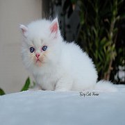 เปิดจอง ลูกแมวเอ็กซ์โซติก ลองแฮร์ สีขาว ตาสีฟ้า เพศชาย