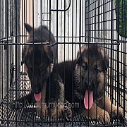 German Shepherd @ Phitsanulok