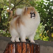 male For  Sale 7 months แบ่งขายปอมปารตี้ อายุ 7. เดือน สนใจติดต่อทาง in box โทร...