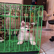 ขายลูกไซบีเรียน