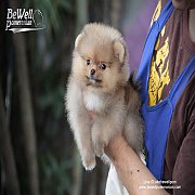 BEWELL POMERANIAN มีลูกปอมฯเพศผู้เกรดสวยมาก แบ่ง 1 ตัวราคาบ้าน ๆ เบาหวิว