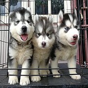 ไซบีเรียน วูลลี่โค้ด หน้าหมีๆ ขนยาวๆ หล่อๆแบ๊วๆ ฟอร์มสวยเช่นเคย ผ่อนได้จ้า