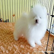 น้องปอมขาวผู้ชายค่ะ  สวยๆเลยค่ะ  (ลูกค้าจองแล้วค่ะน้องตัวนี้)