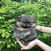 MUMU’S POM  ลูกชายไทยแลนด์แชมป์!! เพศผู้ สุขภาพดี  ขนแน่น หน้าหมี คุณRobin
