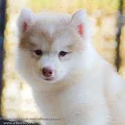 ด่วนไซบีเรียนฮัสกี้ เกรดไฮเอน เน้นคุณภาพต้องAllbest เท่านั้น