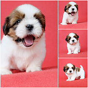 💥Shihtzu toy💥ชิสุห์ทอยพันธุ์แท้🐕เพศเมียเกรดสวยทุกตัวรับป...