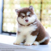 ฟาร์มไซบีเรียนที่ดีและใหญ่ที่สุดในไทยALL BEST KENNEL ไซบีเรียนเกรด Hi-end ให้เเร...