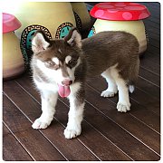 ขาย:น้องไซบีเรีย (เพศหญิง) สีคอปเปอร์ ตาสีอัลมอล
