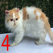 ขายแม่พันธุ์เปอร์เซียหน้าบี้