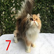ขายแม่พันธุ์เปอร์เซียหน้าบี้