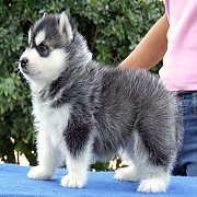 ไซบีเรียนฮัสกี้ เกรดhi-end ต้องที่allbest kennelเท่านั้น