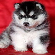 หยุดเสี่ยงซื้อไซบีเรียนไม่ได้คุณภาพ allbest kennel มีประสบการณ์มากกว่า15ช่วยได้
