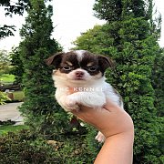 น้องชิวาวา ขนยาว เพศหญิง