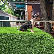 ชิวาวา ขนสั้น ทีคัพ เพศเมีย @ พิษณุโลก