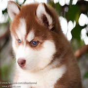 ฟาร์มไซบีเรียนคัดเกรดเน้นคุณภาพ มีให้เลือกมากมายหลายสไตล์ Allbest kennelเท่านั้น