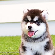 อยากเลี้ยงไซบีเรียนเกรดคุณภาพ ต้องที่allbest kennel เท่านั้น 