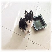 จองแล้ว! Tricolor Chihuahua ลูกสุนัขชิวาวาขนยาว สามสี สายเลือดดี ไซส์เล็ก สุขภาพ...