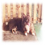 Chihuahua พ่อพันธุ์ชิวาวาขนยาว สายเลือดดี สีช็อคแน่น หน้าสั้นสวย ไซส์เล็กมาก 