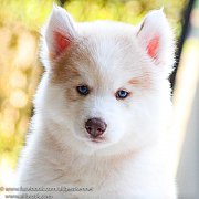 หากอยากได้ไซบีเรียน ที่เน้นคุณภาพเกรดHi-end ต้อง Allbest เท่านั้น!!