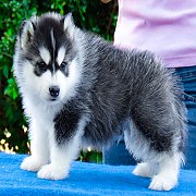 ฟาร์มไซบีเรียนที่ดีและใหญ่ที่สุดในไทยALL BEST KENNEL ไซบีเรียนเกรด Hi-end ให้เเร...