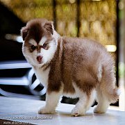 ไซบีเรียนฮัสกี้ที่เหนือกว่าไซบีเรียนทั่วไป ต้องAllbest kennel เท่านั้น