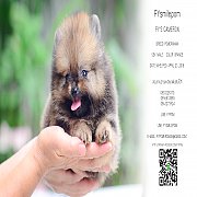 FYPOM KENNEL ขายน้อง CAMERON เพศผู้ สีOrange ไซส์มินิ น่ารัก โครงสร้างดี ขนแน่น...