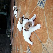 ขายลูกแจ็ครัชเซลแท้