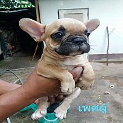 เฟร้นบูลด๊อกหาบ้านใหม่