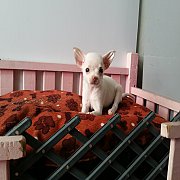 ชิวาวาขนสั้นสีขาว จัดส่ง