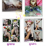 ลดพิเศษคนโคราช