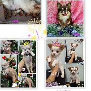 ราคาพิเศษนี่เฉพาะรับเองโคราช