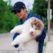 ฟาร์มไซบีเรียนที่ดีและใหญ่ที่สุดในไทยALL BEST KENNEL ไซบีเรียนเกรด Hi-end