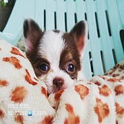 ชิวาวาขนยาว หาบ้าน