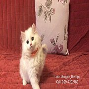 หนุ่มน้อยเปอเซียร์ สีขาวล้วน ขนแน่น หล่อสุดๆ มีใบเพ็ด หาบ้านค้าบ