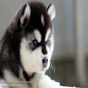 ฟาร์มไซบีเรียนที่ดีและใหญ่ที่สุดในไทยALL BEST KENNEL ไซบีเรียนเกรด Hi-end ให้เเร...