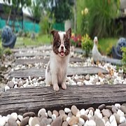 ชิวาวาสายเลือดดีไม่แพง