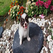 ชิวาวาขนยาวไม่แพง