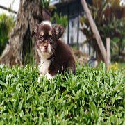 ชิวาวาสายเลือดดีไม่แพง