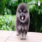 Pommyfarm จำหน่ายลูกปอมเมอเรเนียน หน้าหมี มีทุกสีทุกเกรด ราคาเบาๆ มีบริการจัดส่ง...