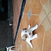 ขายลูกแจ็ครัชเซลแท้