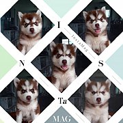 วู้ดลี่โค๊ต แท้ พร้อมส่ง ราคาคุยกันได้ครับ