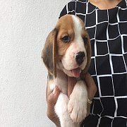 Beagle สายพันธุ์ ดี จาก smile beagle