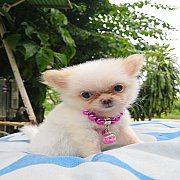 ชิวาว่าทีคัพหนุ่มน้อยหาบ้าน​ ชัยภูมิ​ ขอนแก่น​ โคราช​ กรุงเทพ​ส่งฟรี