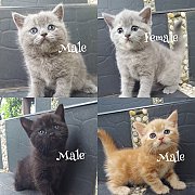 น้องแมว สก็อสติส พ่อ บริสติส หาบ้าน มีหลายตัวหลายสี ให้เลือกค่ะ  ตัวจริงสวยกว่าใ...